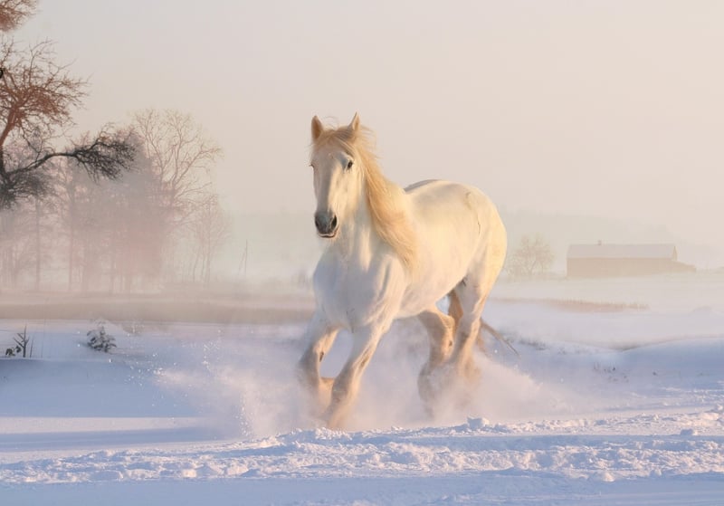 Unicorn Wonderland